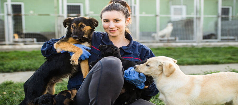 10 Ways to Help Dogs in Shelters Without Adopting